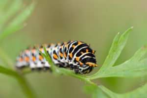 Alex Wünsch Naturfotografie Schwalbenschwanz Papilio machaon Raupe