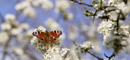 Alex Wünsch Tagpfauenauge Inachis Io Naturfotografie