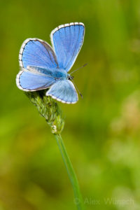 Alex Wünsch Naturfotografie Schmetterling Himmelblauer Bläuling Polyommatus bellargus Eifel