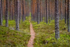Alex Wünsch Naturfotografie Nordkarelien Finnland Weg Wald