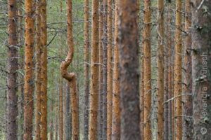Alex Wünsch Naturfotografie Nordkarelien Finnland Bäume