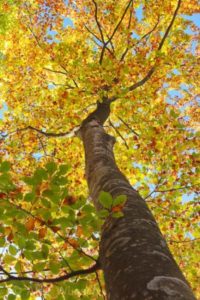 Alex Wünsch Naturfotografie Slowenien Herbst