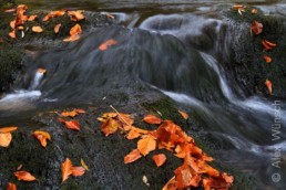 Alex Wünsch Naturfotografie Slowenien Herbst