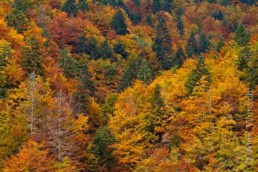 Alex Wünsch Naturfotografie Slowenien Herbst Bäume