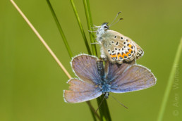 Alex Wünsch Männchen Argus-Bläuling Plebejus argus Naturfotografie Schmetterling Weibchen Kopula