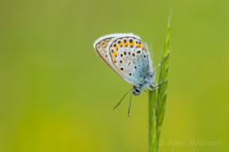 Alex Wünsch Männchen Argus-Bläuling Plebejus argus Naturfotografie Schmetterling