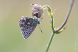 Alex Wünsch Silbergrüner Bläuling Polyommatus coridon Kaiserstuhl Schmetterling