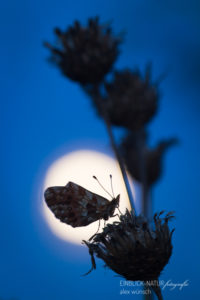 Alexandra Wünsch Alex Einblick Natur Naturfotografie GDT Tagfalter Schmetterling Vollmond Mondschein Mondlicht