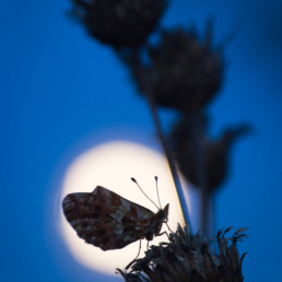 Alexandra Wünsch Alex Einblick Natur Naturfotografie GDT Tagfalter Schmetterling Vollmond Mondschein Mondlicht