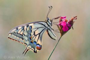 Alex Wünsch Naturfotografie Schwalbenschwanz Papilio machaon