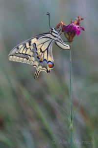 Alex Wünsch Naturfotografie Schwalbenschwanz Papilio machaon