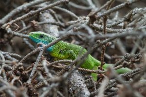 Alex Wünsch Naturfotografie Smaragdeidechse Lacerta viridis