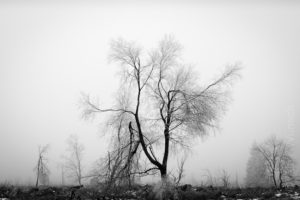 Alexandra Wünsch Alex Einblick Natur Wettbewerb GDT Naturfotografie fotoforum award hohes Venn bäume