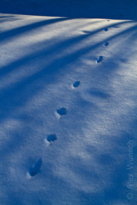 Alex Wünsch Naturfotografie Finnland Winter Schnee Fuchs Spur Nordkarelien