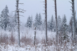 Alex Wünsch Naturfotografie Finnland Winter Schnee Bäume