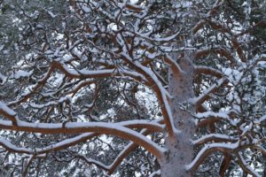 Alex Wünsch Naturfotografie Finnland Winter Schnee Kiefer