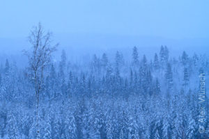 Alex Wünsch Naturfotografie Finnland Winter Schnee Bäume