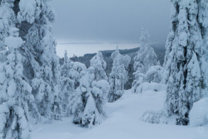 Alex Wünsch Naturfotografie Finnland Winter Schnee Bäume Koli