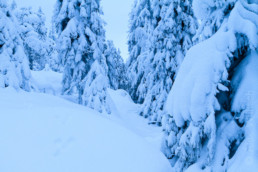 Alex Wünsch Naturfotografie Finnland Winter Koli SchneehaseSpur