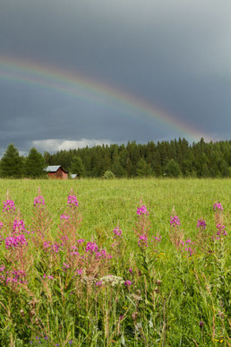 Alex Wünsch Naturfotografie Nordkarelien Finnland Regenbogen