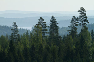 Alex Wünsch Naturfotografie Nordkarelien Finnland