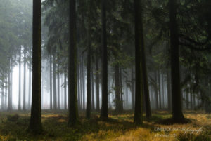 Alexandra Wünsch Alex Einblick Natur Naturfotografie GDT Wald Nadelwald Belgien Hohes Venn Nebel