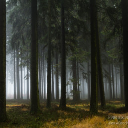 Alexandra Wünsch Alex Einblick Natur Naturfotografie GDT Wald Nadelwald Belgien Hohes Venn Nebel