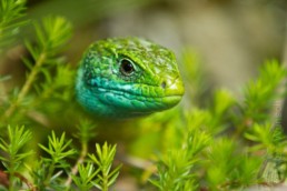 Alex Wünsch Naturfotografie Östliche Smaragdeidechse Lacerta viridis Slowenien