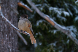 Alex Wünsch Naturfotografie Finnland Winter Schnee Unglückshäher Perisoreus infaustus