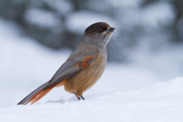 Alex Wünsch Naturfotografie Finnland Winter Schnee Unglückshäher Perisoreus infaustus