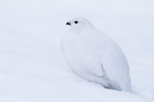 Alex Wünsch Naturfotografie Finnland Winter Schnee Schneehuhn Lagopus lagopus