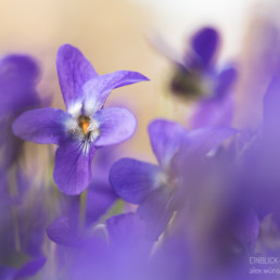 Alex Wünsch Alexandra Wünsch Einblick-Natur Fotografie Naturfotografie Frühling Veilchen Viola