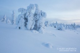 Alex Wünsch Naturfotografie Winter Finnland Schnee Riisitunturi