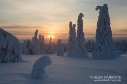 Alex Wünsch Naturfotografie Winter Finnland Schnee Riisitunturi