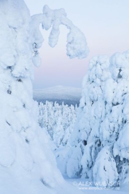 Alex Wünsch Naturfotografie Winter Finnland Schnee