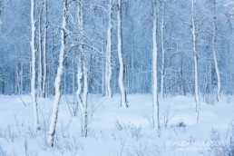 Alex Wünsch Naturfotografie Winter Finnland Schnee