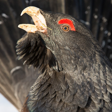 Alex Wünsch Naturfotografie Finnland Auerhahn Auherhuhn Portrait Tetrao urogallus