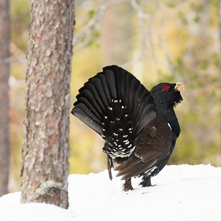 Alex Wünsch Naturfotografie Finnland Auerhahn Auherhuhn Tetrao urogallus