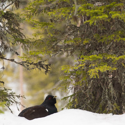 Alex Wünsch Naturfotografie Finnland Auerhahn Auherhuhn Tetrao urogallus