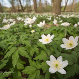 Alex Wünsch Alexandra Wünsch Einblick-Natur Fotografie Naturfotografie Buschwindröschen Anemone nemorosa Wahner Heide