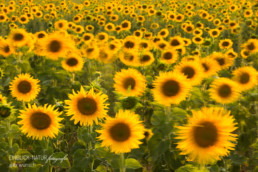 Alex Wünsch Alexandra Wünsch Einblick-Natur Fotografie Naturfotografie Sommer Sonnenblumen Feld Frankreich Provence