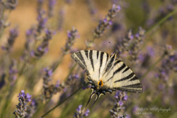 Alex Wünsch Alexandra Wünsch Einblick-Natur Fotografie Naturfotografie Sommer Lavendel Frankreich Provence Segelfalter Iphiclides podalirius