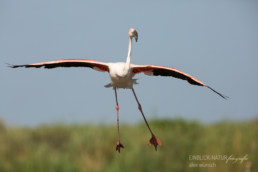 Alex Wünsch Alexandra Wünsch Einblick-Natur Fotografie Naturfotografie Sommer Frankreich Camargue Rosaflamingo Flamingo Phoenicopterus roseus Flug