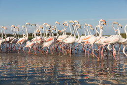 Alex Wünsch Alexandra Wünsch Einblick-Natur Fotografie Naturfotografie Sommer Frankreich Camargue Rosaflamingo Flamingo Phoenicopterus roseus