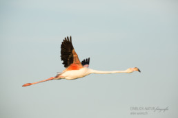 Alex Wünsch Alexandra Wünsch Einblick-Natur Fotografie Naturfotografie Sommer Frankreich Camargue Rosaflamingo Flamingo Phoenicopterus roseus Flug