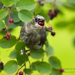 Alex Wünsch Naturfotografie einblick Natur Seidenschwanz junger Jungvogel Bombycilla garrulus