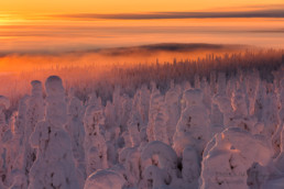 Alex Wünsch Alexandra Wünsch Einblick-Natur Fotografie Naturfotografie Winter Finnland Kuusamo tykky Packschnee Bäume