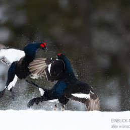 Alex Wünsch Alexandra Wünsch Einblick-Natur Fotografie Naturfotografie Frühling Birkhähne Balzkampf Finnland Tetrao tretrix