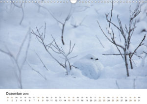 Fotokalender Finnland Naturfotografie Alexandra Wünsch Einblick Natur tierische Entdeckunsgreise Tiere Lappland Nordkarelien Schneehuhn