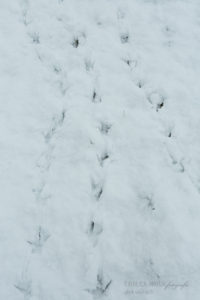 Alex Wünsch Alexandra Wünsch Einblick-Natur Fotografie Naturfotografie Schnee Winter Düsseldorf Garath Urdenbacher Kämpe Fasan Phasianus colchicus Fährte Spur Trittsiegel